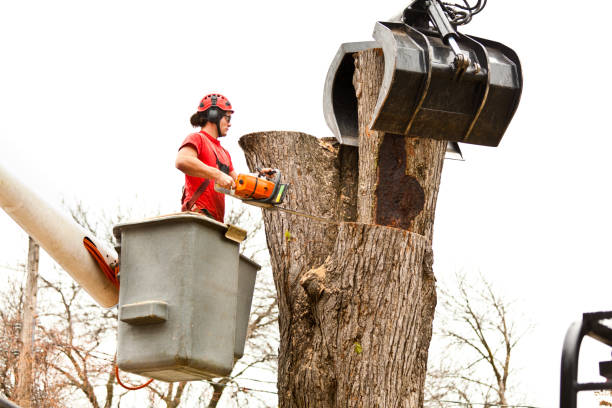 Reliable Ridgeville, SC Tree Care Solutions